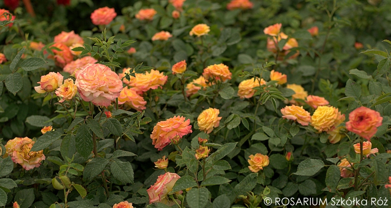 Gartenspass Szk Ka R Rosarium