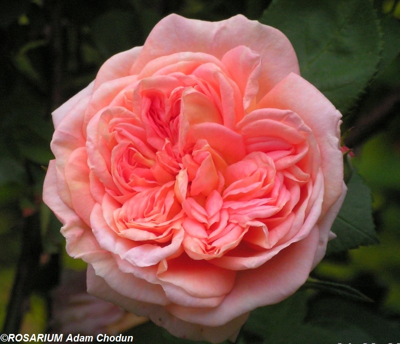 https://rosarium.com.pl/wp-content/uploads/2013/10/Alchymist1.jpg