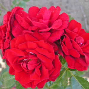 Róża Amadeus