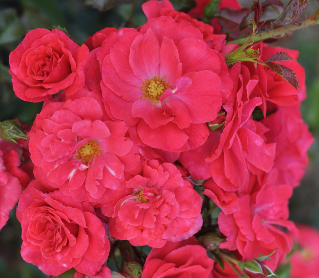Róże rabatowe (wielokwiatowe)