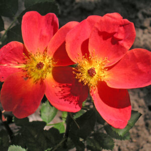 Róża Bicolor