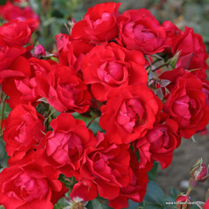 Black Forest Rose® ADR 2010