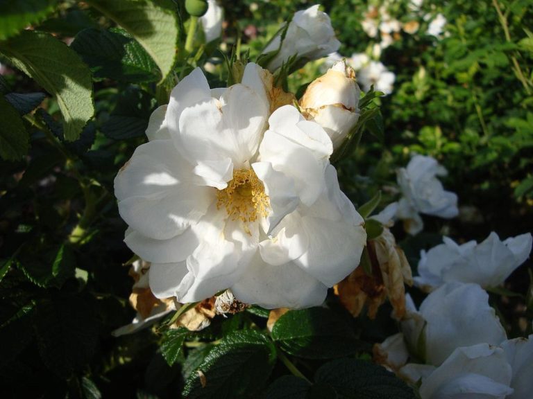 Rosa Rugosa 'Blanc Double De Coubert'