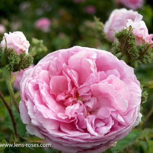 Rosa Centifolia 'Cristata'