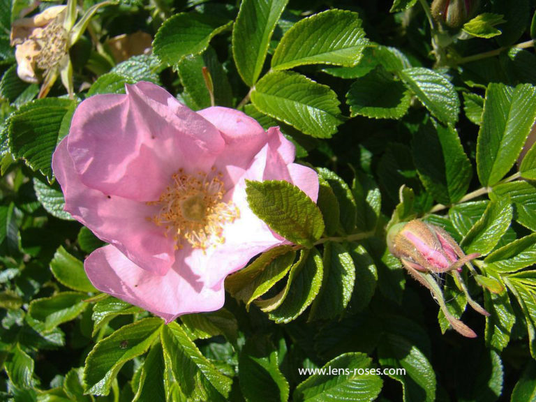 Rosa Rugosa 'Dagmar Hastrup'