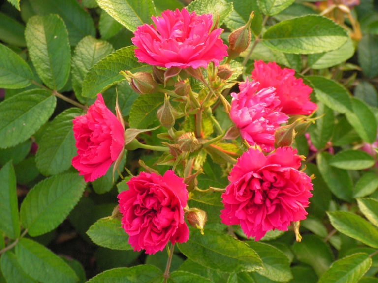 Róża Rosa rugosa 'F.J. Grootendorst'