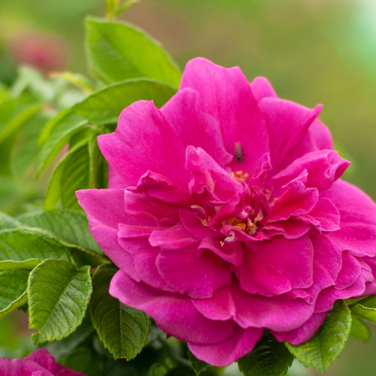 Rosa Rugosa 'Hansa'