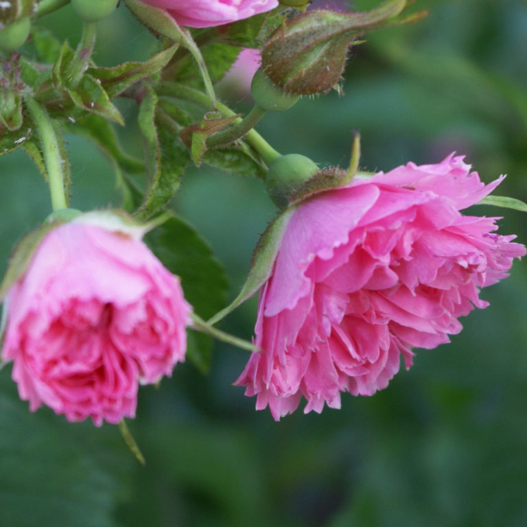 Rosa Rugosa 'Pink Grootendorst'