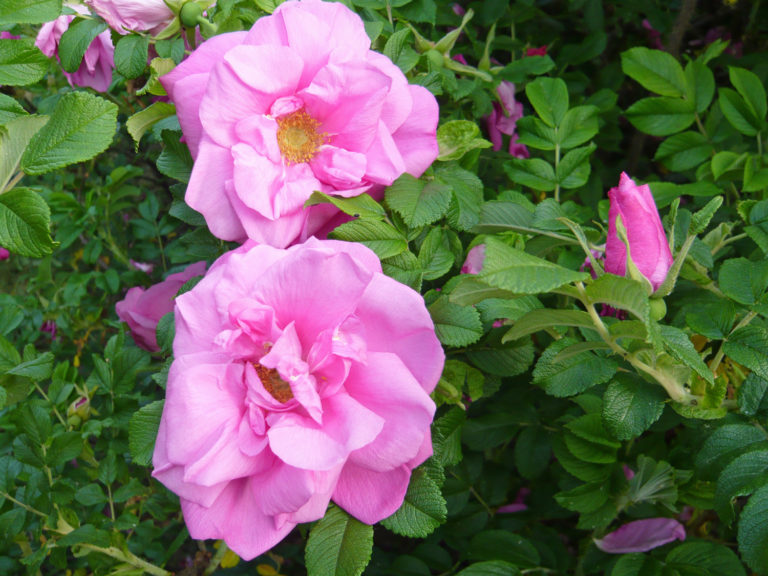 Rosa Rugosa 'Adam Chodun'