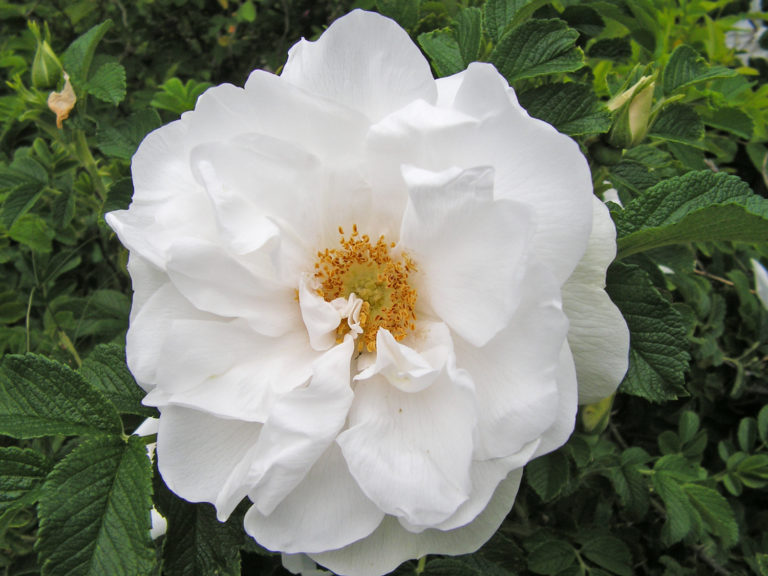 Rosa Rugosa 'Kórnik'