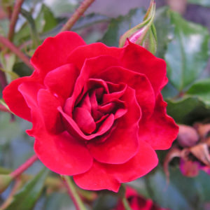 Róża Rotilia