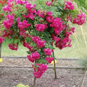 Super Excelsa PA