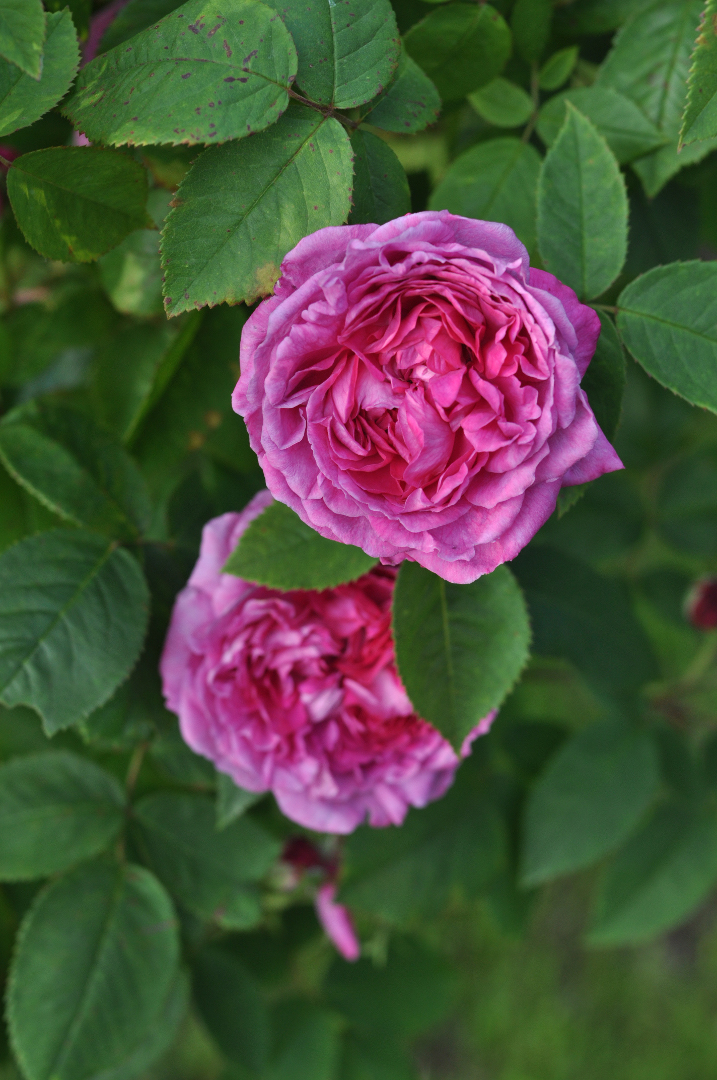 Reine des Violettes | Szkółka Róż ROSARIUM