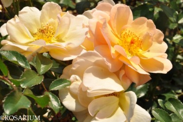 Róża Amber Sun