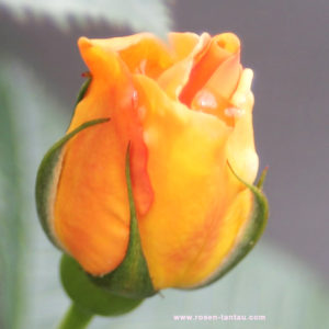 Róża Maigold