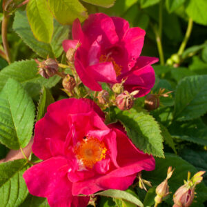 Rosa gallica 'Splendens'