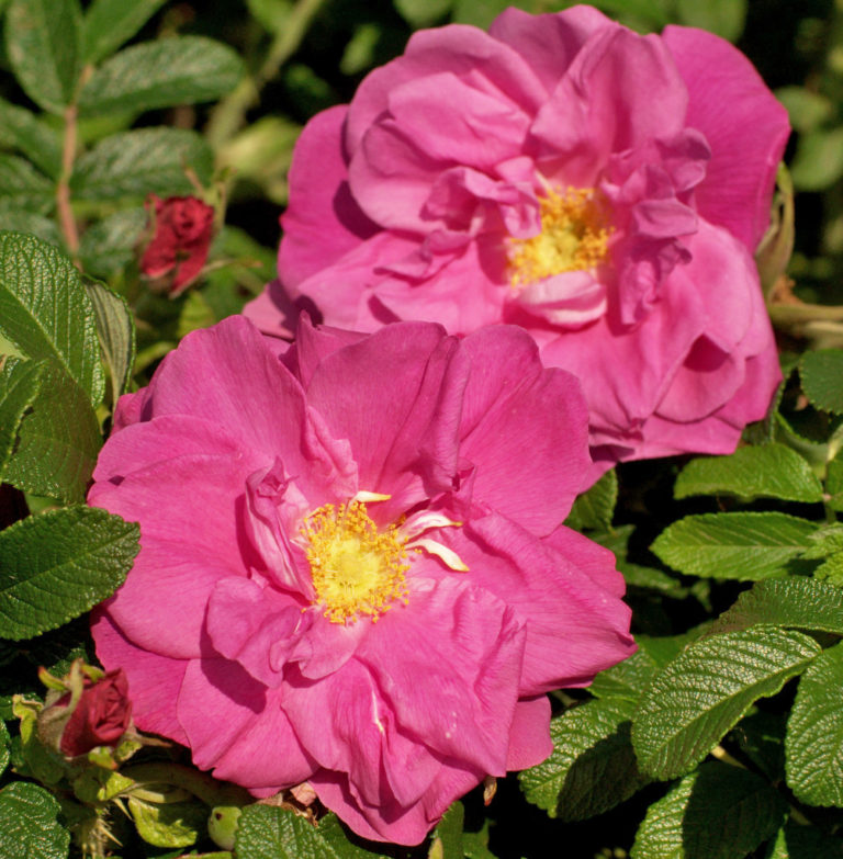 Rosa Rugosa 'Moje Hammarberg'