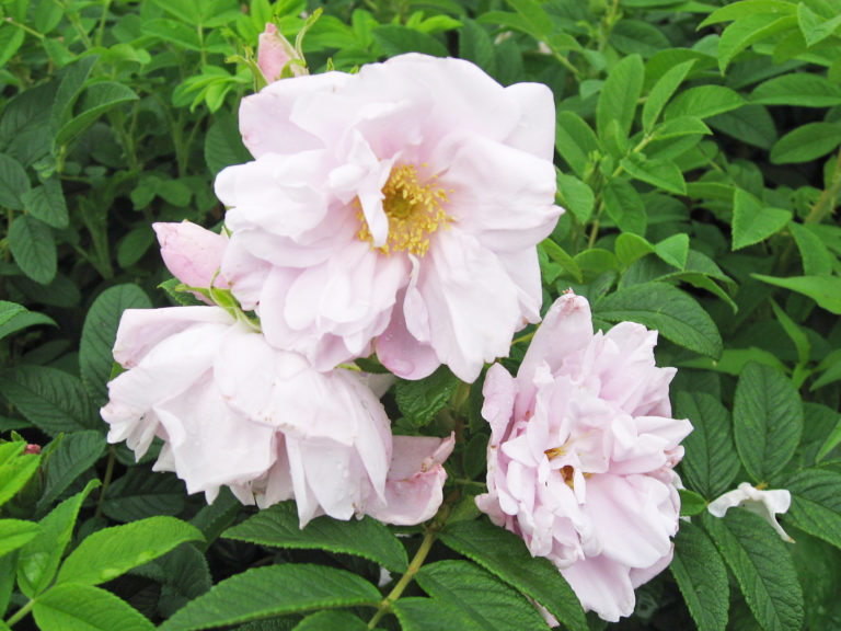 Rosa Rugosa 'Snow Pavement'