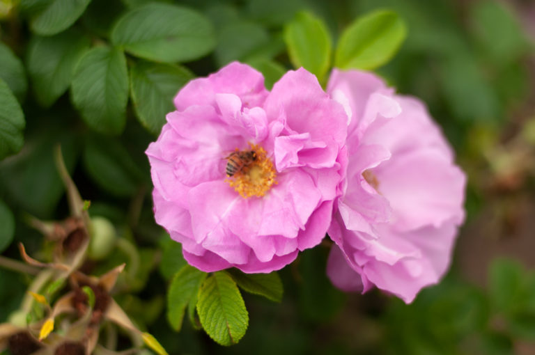 Rosa Rugosa 'Dwarf Pavement'®