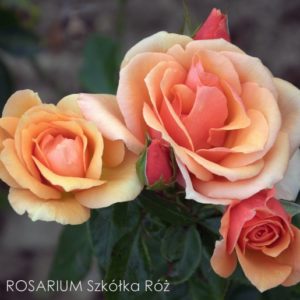 Róże polskiej hodowli