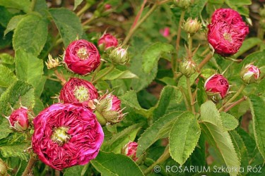 Róża Charles de Mills
