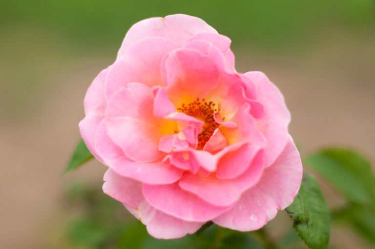 Dr. Eckener (Berger, 1928)