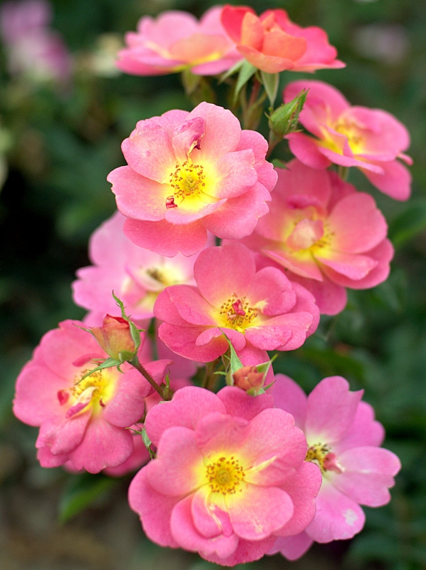 Róże rabatowe (wielokwiatowe)