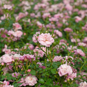 Satina® (ADR, 2004)