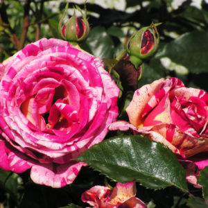 BROCELIANDE® Michel Adam 2000