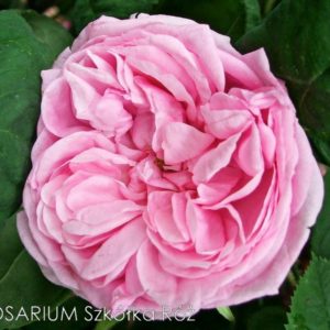 Rosa centifolia 'Bullata'
