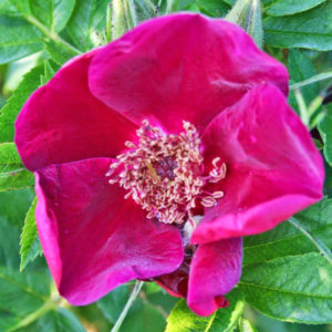 Basye's Purple Rose