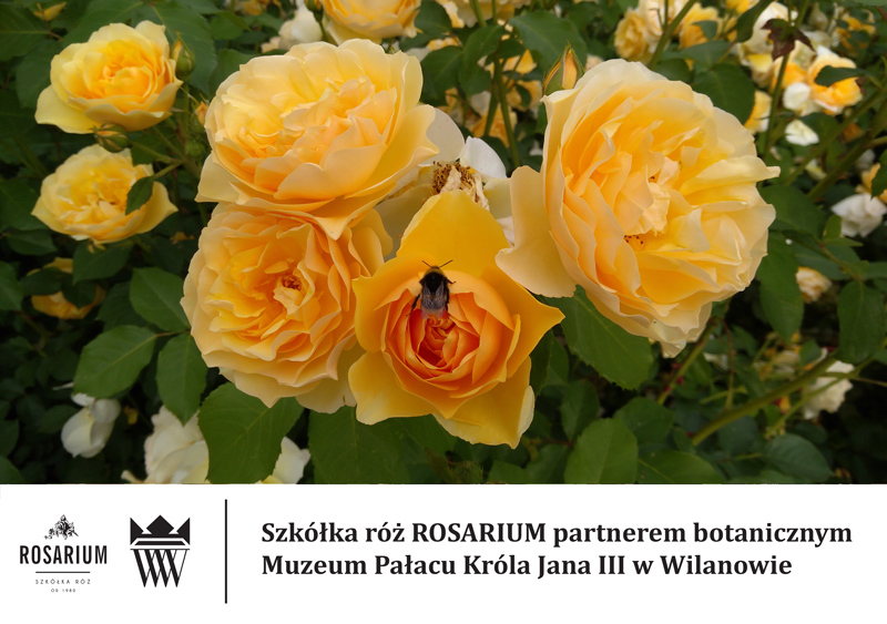 Rosarium – nowy partner botaniczny Muzeum Pałacu Króla Jana III w Wilanowie