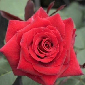 Róża Duftzauber