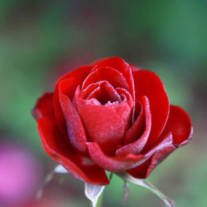 Róża Lavaglut