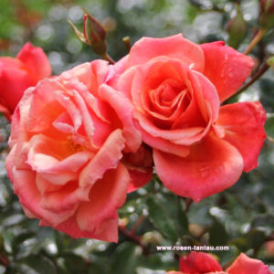 Róża Melusina