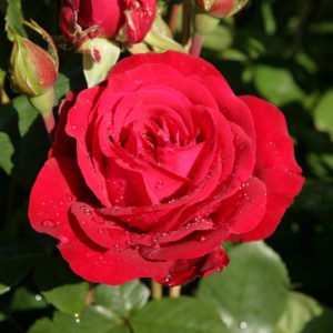 Róża Störtebeker