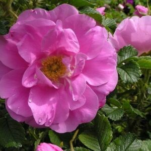 Rosa rugosa Pink Pavement