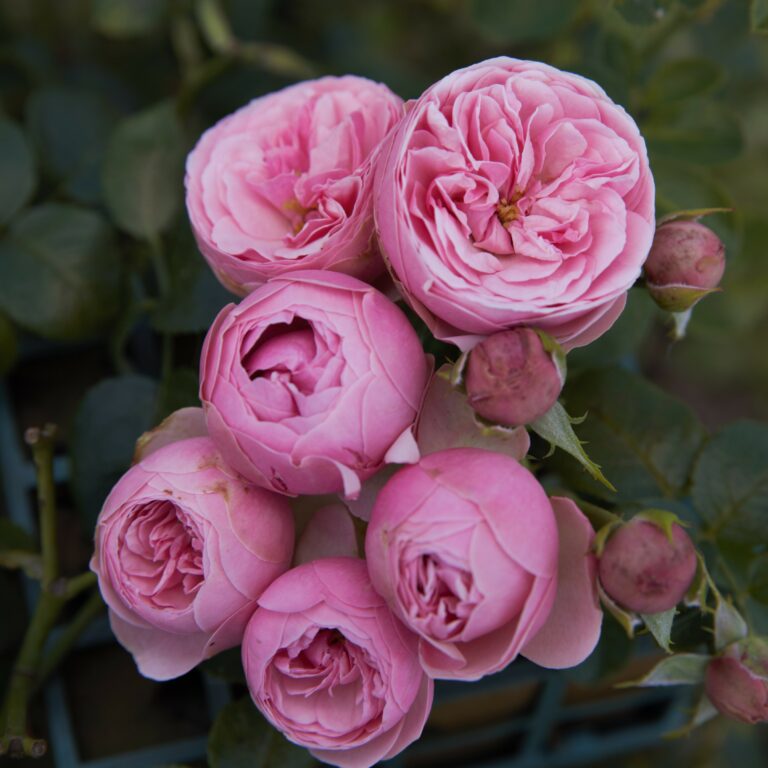 Pomponiki dla Moniki