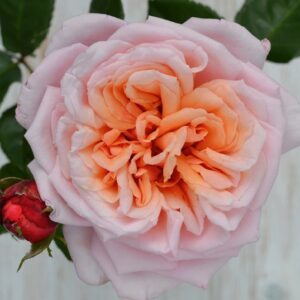 Never ending story®