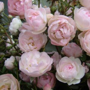 Prince Charles de Luxembourg®