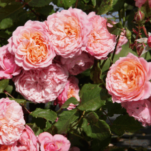 Prix P.J. Redouté®