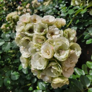 Tańczące Rusałki®