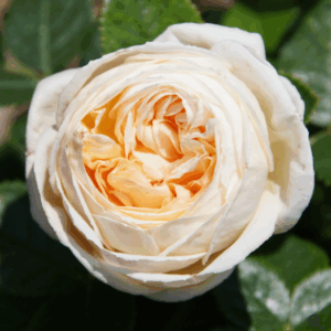 Madeleine Fayet® de Fontfroide