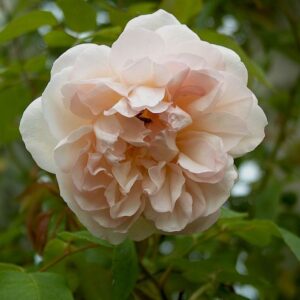 Desprez à Fleur Jaune