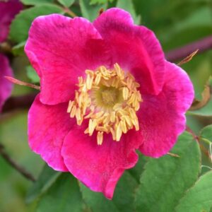 Rosa pendulina (Rosa alpina)