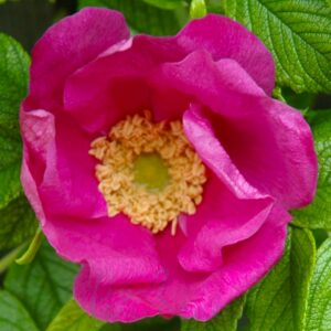 Rosa rugosa Scabrosa