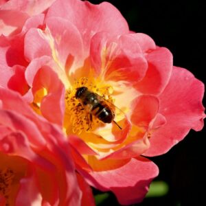 Herzogin Friederike®