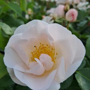 Simple Beauty