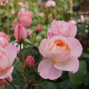 Abbaye de Maubuisson®