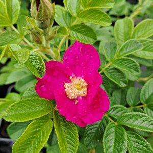 Berry-Bush Aurora®